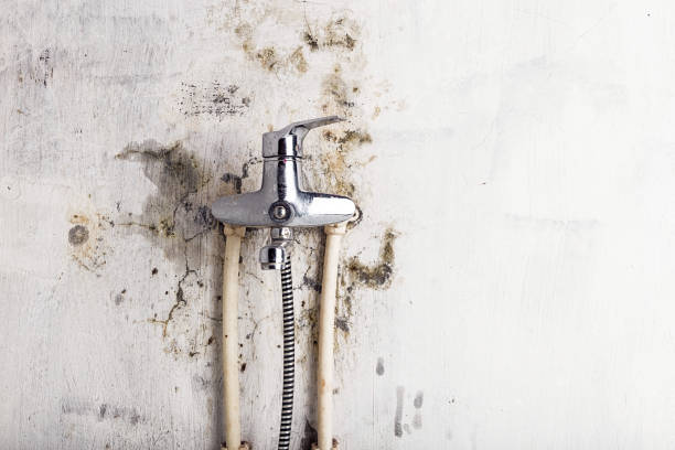  Connell, WA Mold Removal Pros