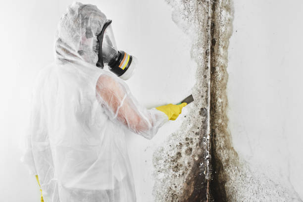 Best Home Mold Removal  in Connell, WA