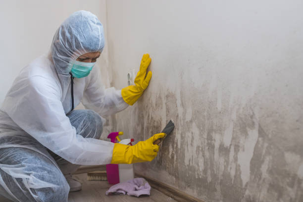 Best Mold Remediation  in Connell, WA