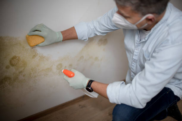 Best Professional Mold Removal  in Connell, WA
