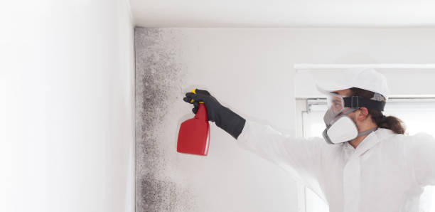 Best Commercial Mold Removal  in Connell, WA
