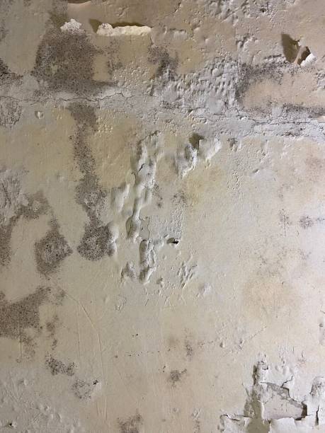 Best Certified Mold Removal  in Connell, WA