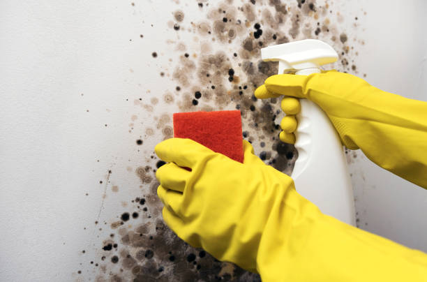 Best Fast Mold Removal  in Connell, WA