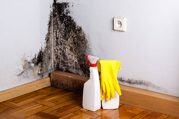 Best Best Mold Removal Companies  in Connell, WA