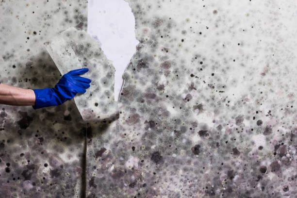 Best Mold Remediation Experts  in Connell, WA