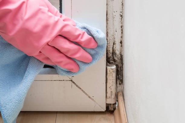 Best Mold Remediation Services  in Connell, WA