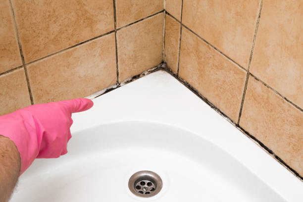 Trusted Connell, WA Mold Removal Experts