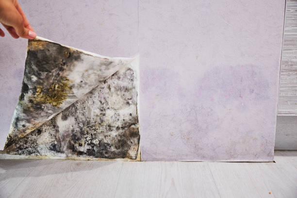 Best Black Mold Removal  in Connell, WA